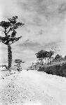 Okinawa History Photo