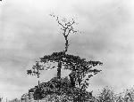 Okinawa History Photo