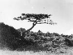 Okinawa History Photo