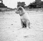 Okinawa History Photo