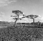 Okinawa History Photo