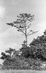 Okinawa History Photo