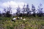 Okinawa History Photo