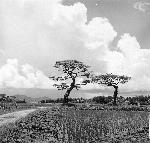 Okinawa History Photo