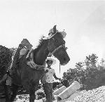 Okinawa History Photo