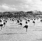 Okinawa History Photo