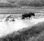 Okinawa History Photo