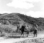 Okinawa History Photo