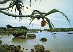 Okinawa History Photo