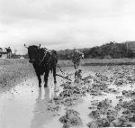 Okinawa History Photo