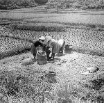 Okinawa History Photo