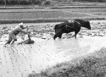 Okinawa Scenery 1954